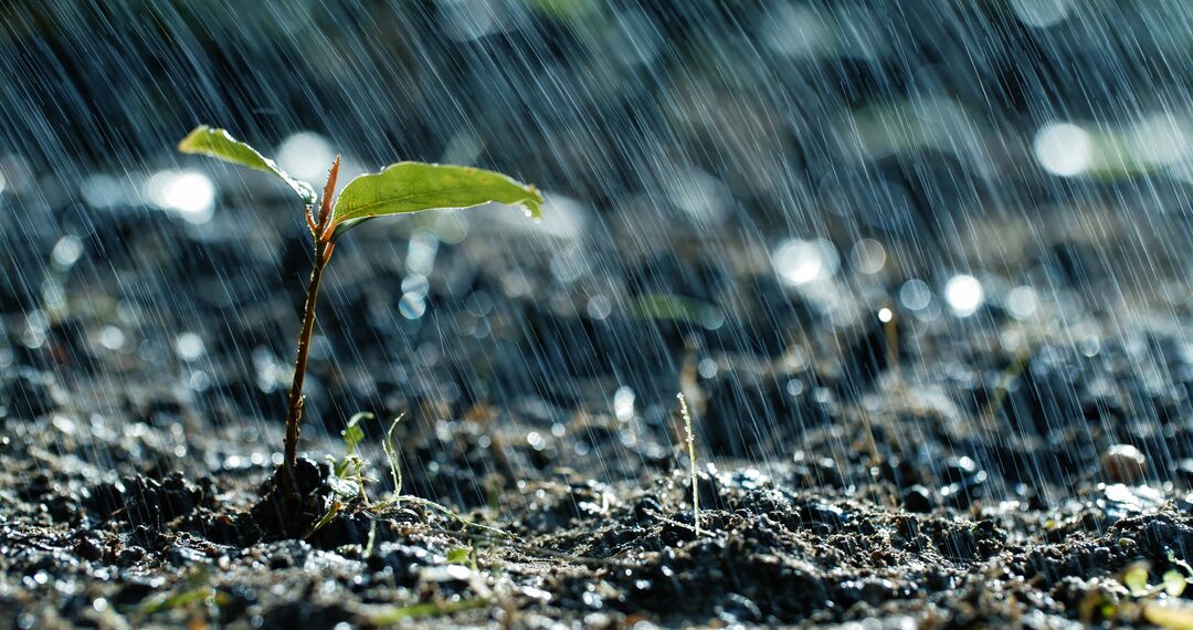 brote de planta de la tierra en un día lluvioso