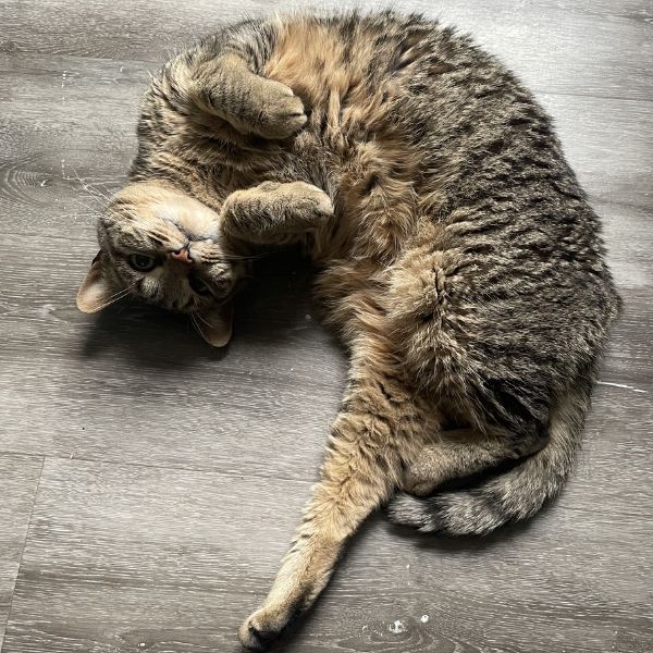 Le chauffage rayonnant apporte un confort transformateur à un duplex historique